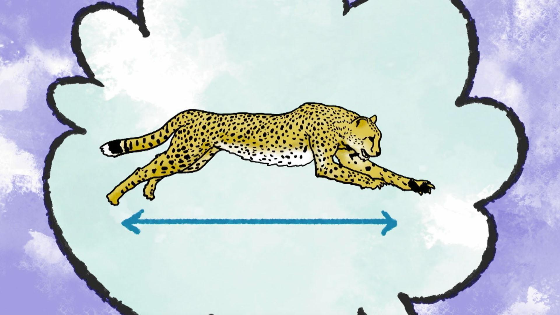Jorge and Ari take a look at how cheetahs are able to run so fast!