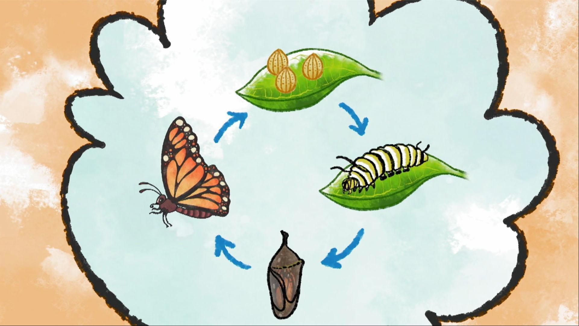Jorge and Elinor explore to see why and how caterpillars transform into butterflies.