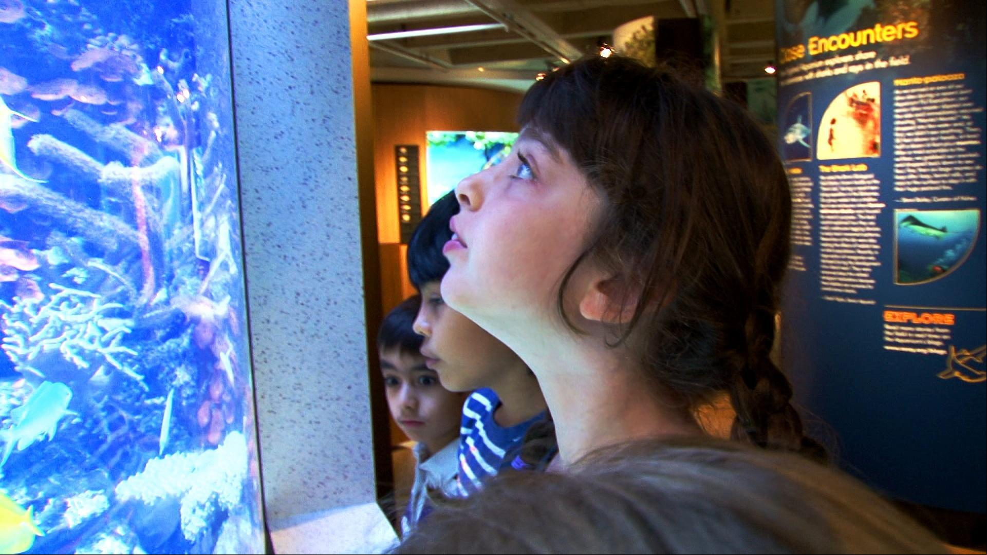 Plum wants to find out how underwater animals hide from predators.