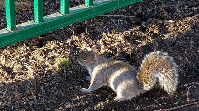 squirrel