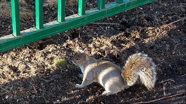 squirrel