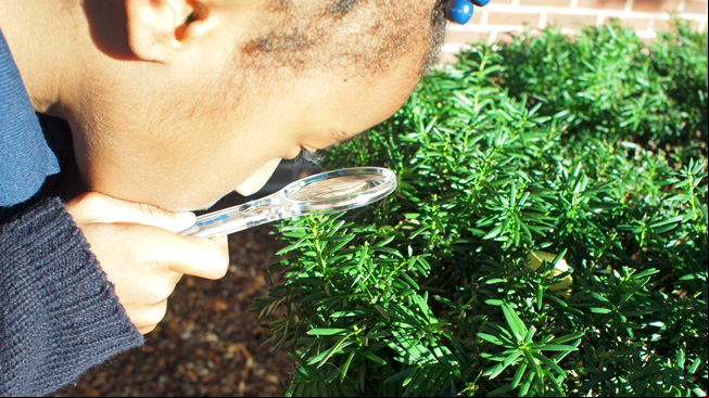 Girl looks at plant with lens