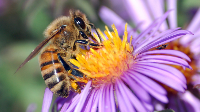 Bee on flower