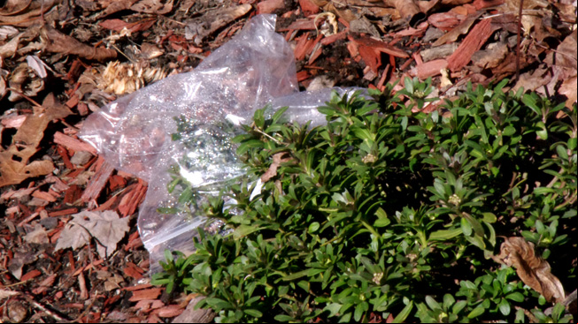 Bag with water drops inside over plant
leaves