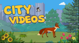 City Videos