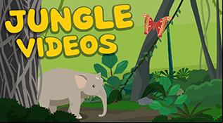 Jungle Videos